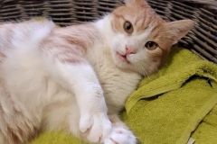 136949861_784535605469121_420180390197719408_n