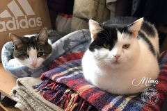 60397760_2584460501585271_7590145164169969664_o