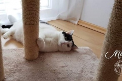 89602084_3229663470398301_5116954599718125568_n